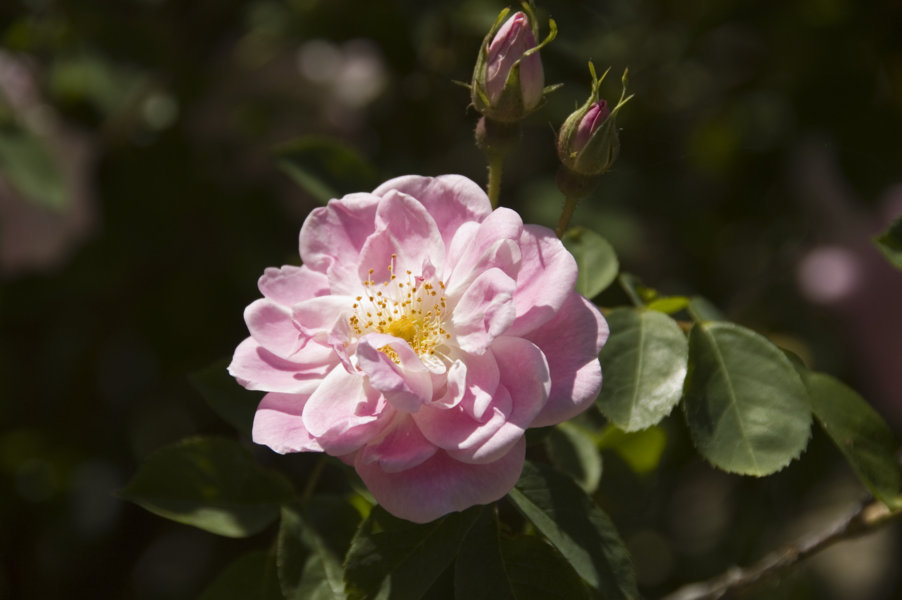 Flor rosa - Tavascan - Lleida - Catalunya